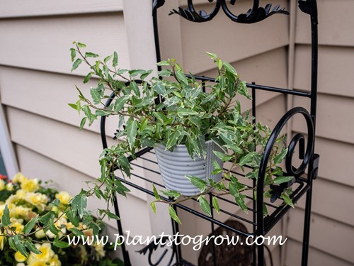 Little Hermann English Ivy (Hedera helix) 
This plant is growing in a morning sun site and is thriving.